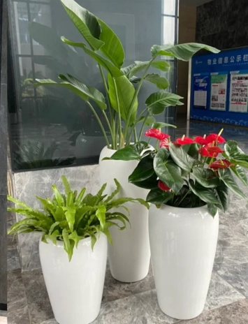 鄞州绿化养护植物选择-北仑室内植物出租价格-海曙绿植租赁合作-江北绿植租摆周边
